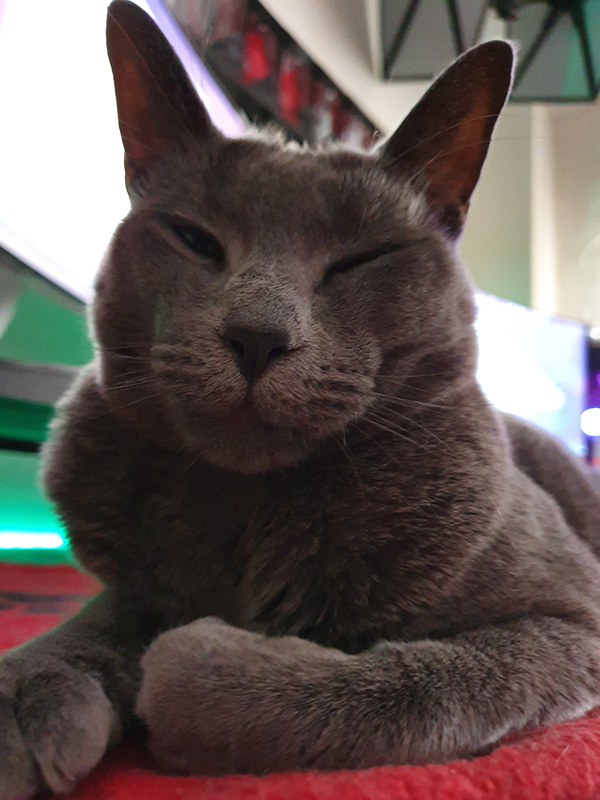 Russian Blue Cat named Tali