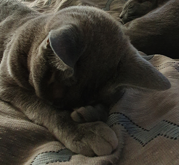 Russian Blue Cat burying face in paw